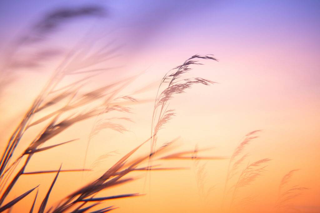Psyykkisen palautumiskyvyn vahvistaminen rintasyöpämatkalla. Kuvassa heiniä auringonlaskun aikaan.