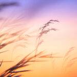 Psyykkisen palautumiskyvyn vahvistaminen rintasyöpämatkalla. Kuvassa heiniä auringonlaskun aikaan.