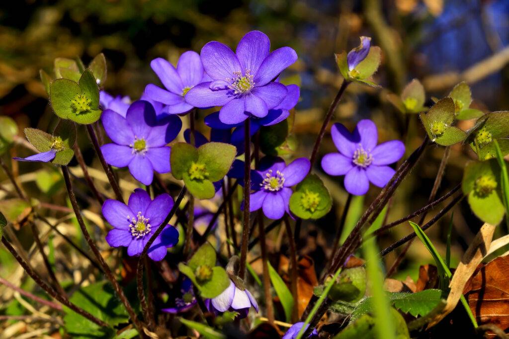 Sinivuokkoja kuvastamassa erilaisia resilienssityyppejä.